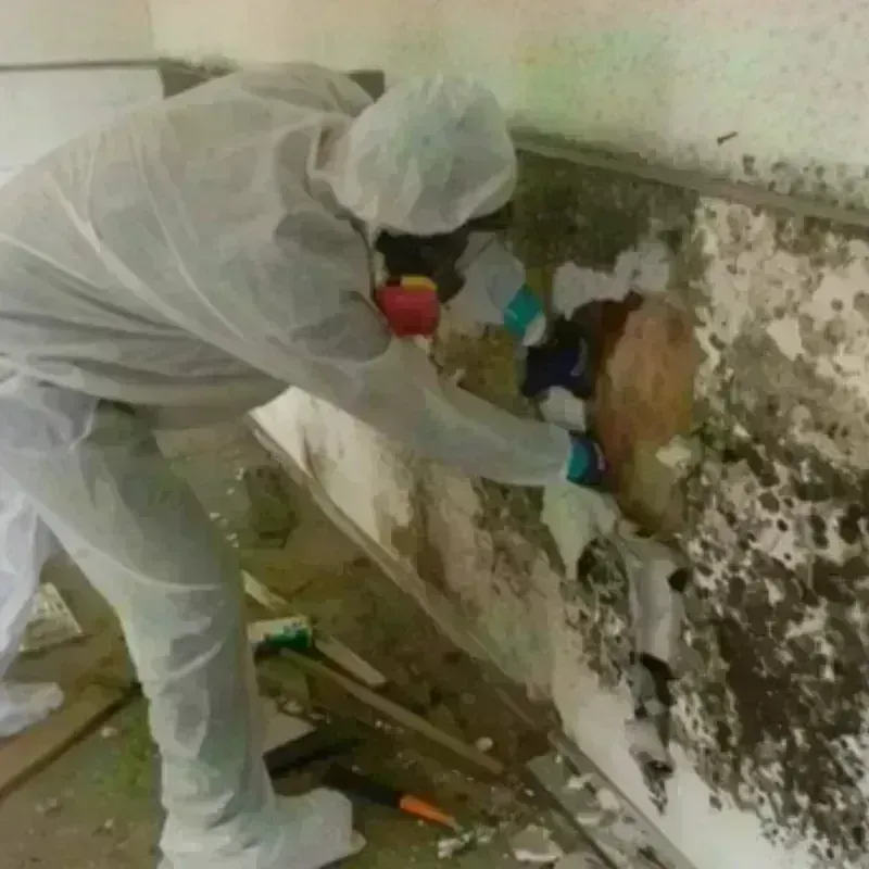 Mold Remediation and Removal in Lunenburg County, VA